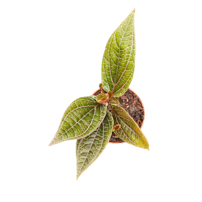 Piper sp. Sumatra