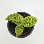 Macodes petola