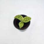 Macodes petola
