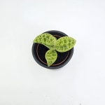 Macodes petola