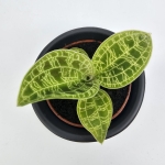 Macodes petola