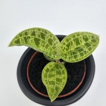 Macodes petola