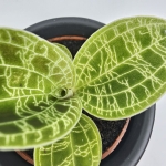 Macodes petola