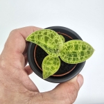 Macodes petola