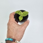 Macodes petola