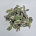 Tradescantia Trzykrotka albiflora