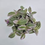 Tradescantia Trzykrotka albiflora