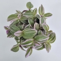 Tradescantia Trzykrotka albiflora