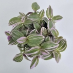 Tradescantia Trzykrotka albiflora