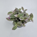Tradescantia Trzykrotka albiflora