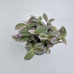 Tradescantia Trzykrotka albiflora