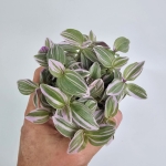 Tradescantia Trzykrotka albiflora