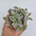 Tradescantia Trzykrotka albiflora