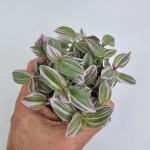 Tradescantia Trzykrotka albiflora