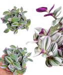 Tradescantia Trzykrotka albiflora