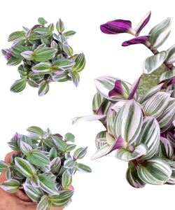 Tradescantia Trzykrotka albiflora