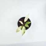 Philodendron Snowdrift S