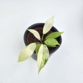 Philodendron Snowdrift S