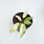 Philodendron Snowdrift S