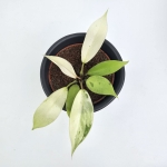Philodendron Snowdrift S