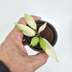 Philodendron Snowdrift S
