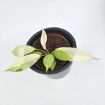 Philodendron Snowdrift S