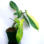 Philodendron Florida Beauty starsza roślina