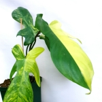 Philodendron Florida Beauty starsza roślina