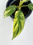 Philodendron Florida Beauty maluch