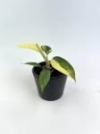 Philodendron Florida Beauty maluch