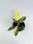 Philodendron Florida Beauty maluch