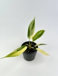 Philodendron Florida Beauty maluch