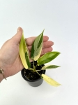 Philodendron Florida Beauty maluch