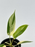 Philodendron Florida Beauty maluch