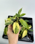 Philodendron Florida Beauty maluch