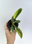 Philodendron Florida Beauty maluch
