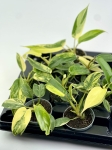 Philodendron Florida Beauty maluch