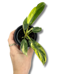 Philodendron Florida Beauty maluch