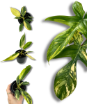 Philodendron Florida Beauty