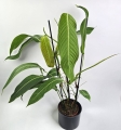 Philodendron heterocraspedon L