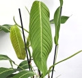Philodendron heterocraspedon L