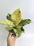 Ficus elastica Moonshine