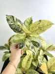 Ficus elastica Moonshine