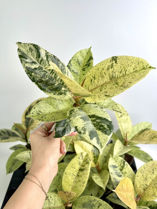 Ficus elastica Moonshine