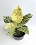Ficus elastica Moonshine