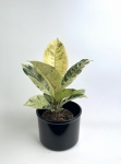 Ficus elastica Moonshine