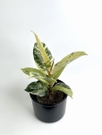 Ficus elastica Moonshine