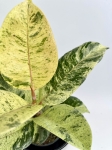 Ficus elastica Moonshine