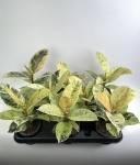 Ficus elastica Moonshine