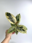 Ficus elastica Moonshine